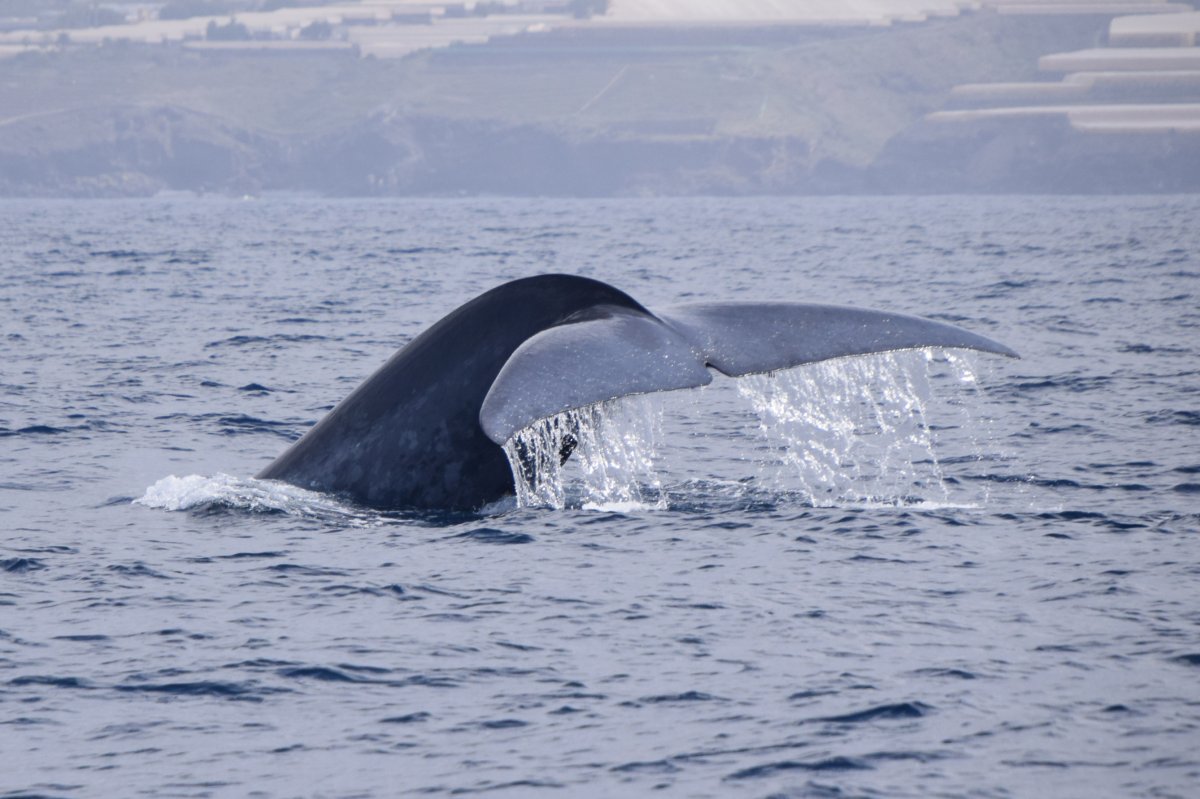 Ballenas Azules