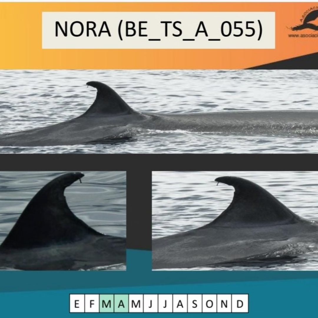 Fotos para identificar a Nora